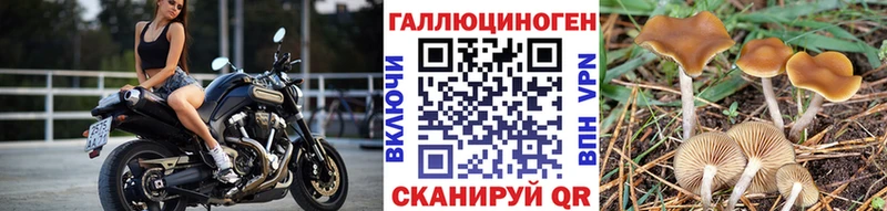 Псилоцибиновые грибы мицелий  Порхов 